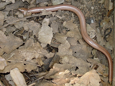 Orbettino e luscengola: due lucertole 